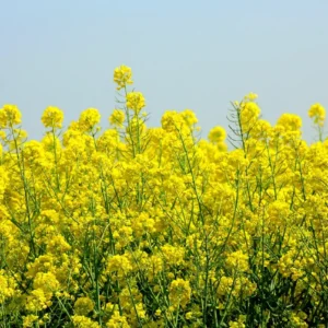 A field of yellow flowers under a blue sky.