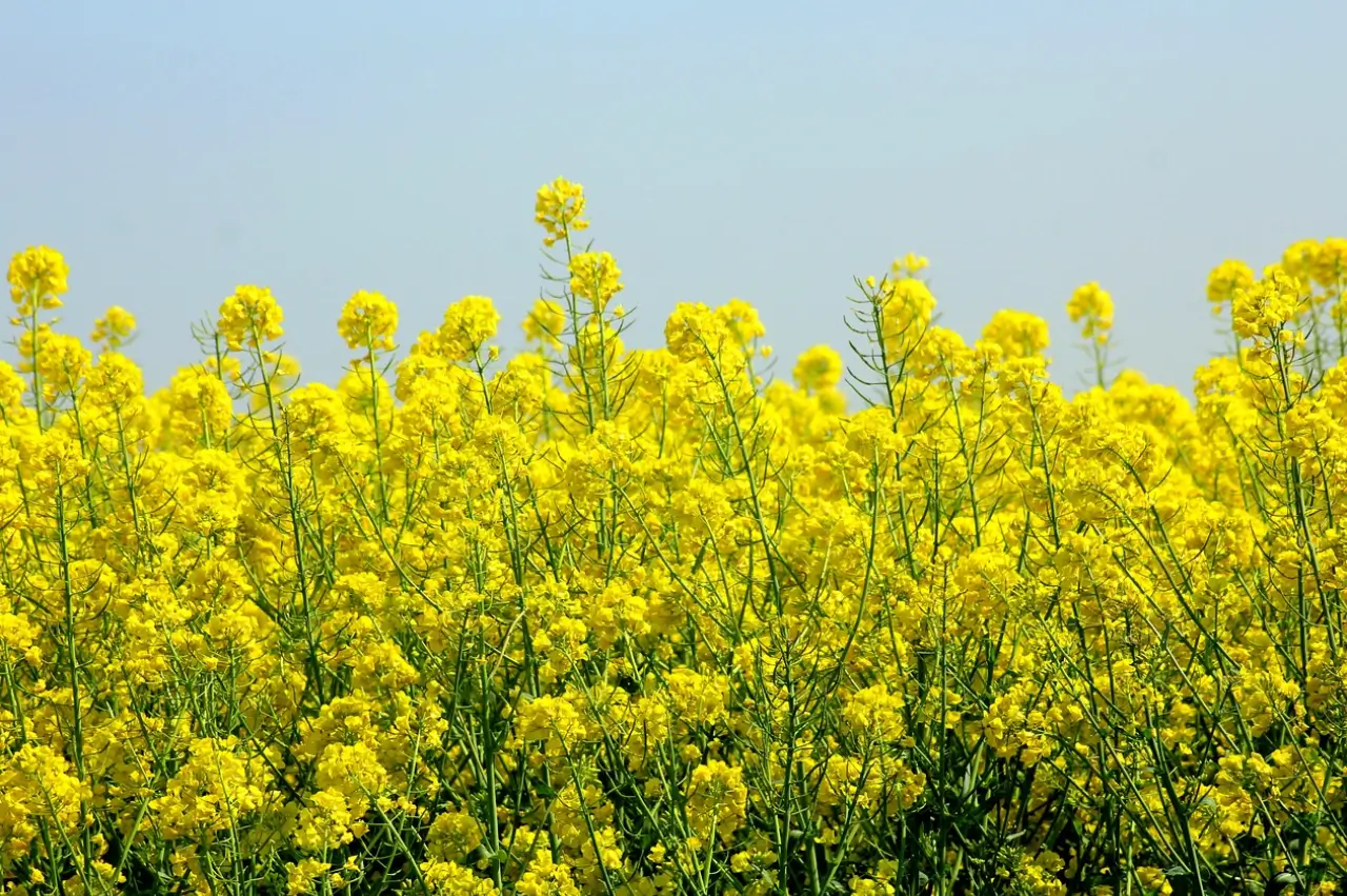 A field of yellow flowers under a blue sky.