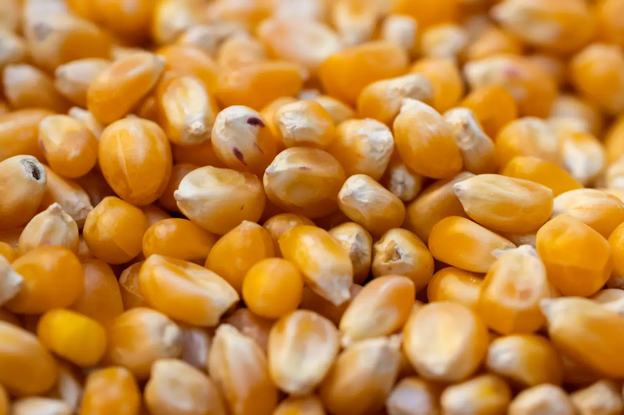 A close up of corn kernels with the background blurred.