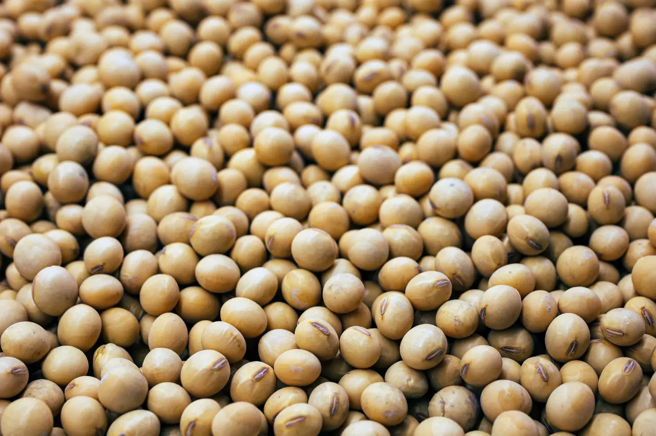 A pile of soybeans sitting on top of each other.