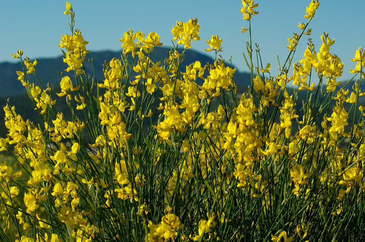 A close up of yellow flowers in the grass.