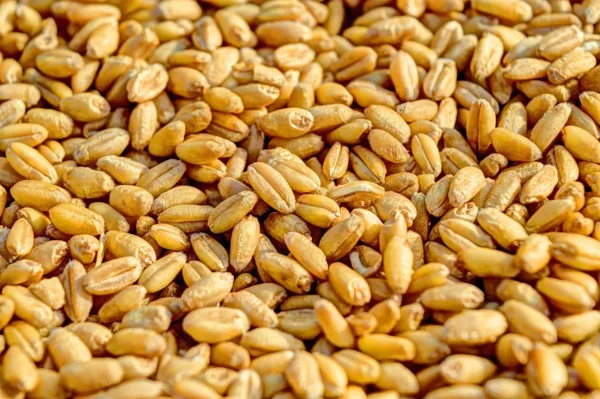 A close up of some grains of wheat