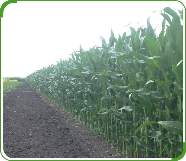 A field of green corn is shown in the distance.