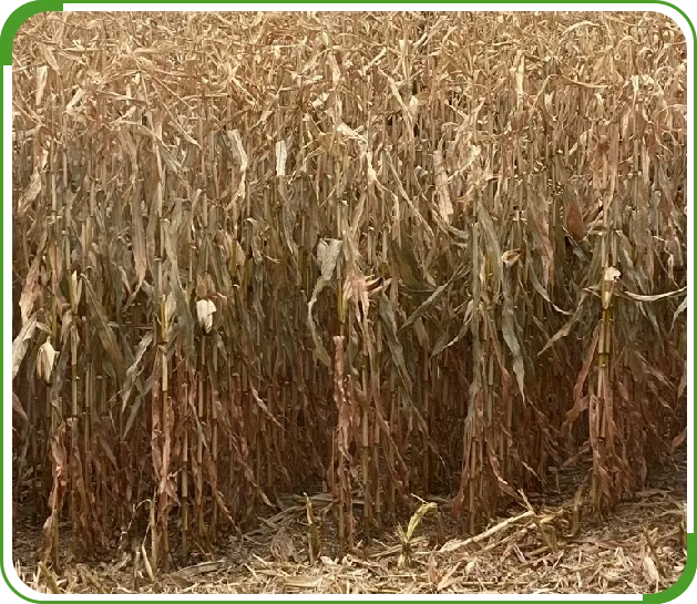 A field of corn is shown with no leaves.