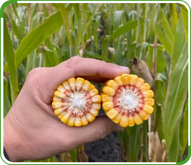 A person holding two ears of corn in their hand.